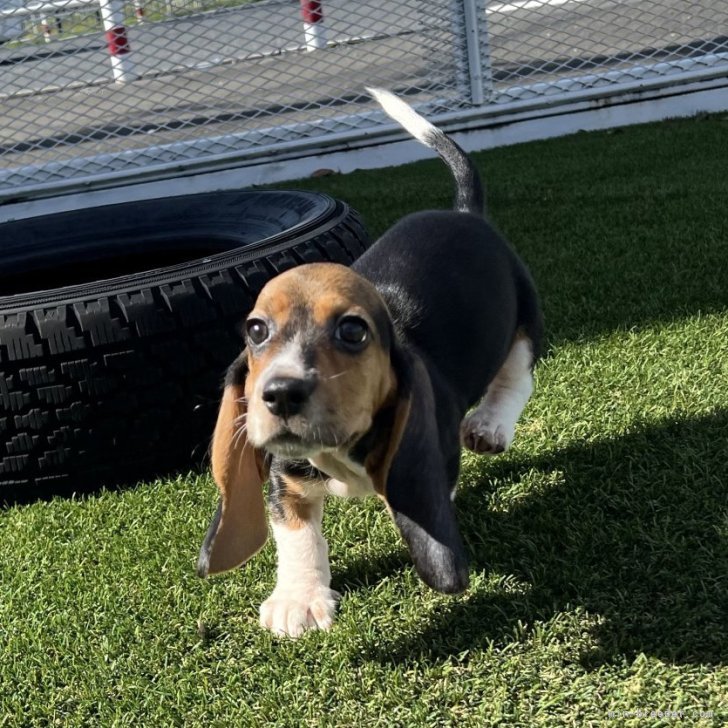 ブリーダー画像