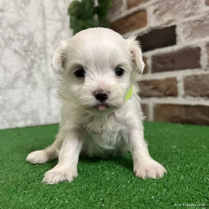 ID：2506-02468の子犬