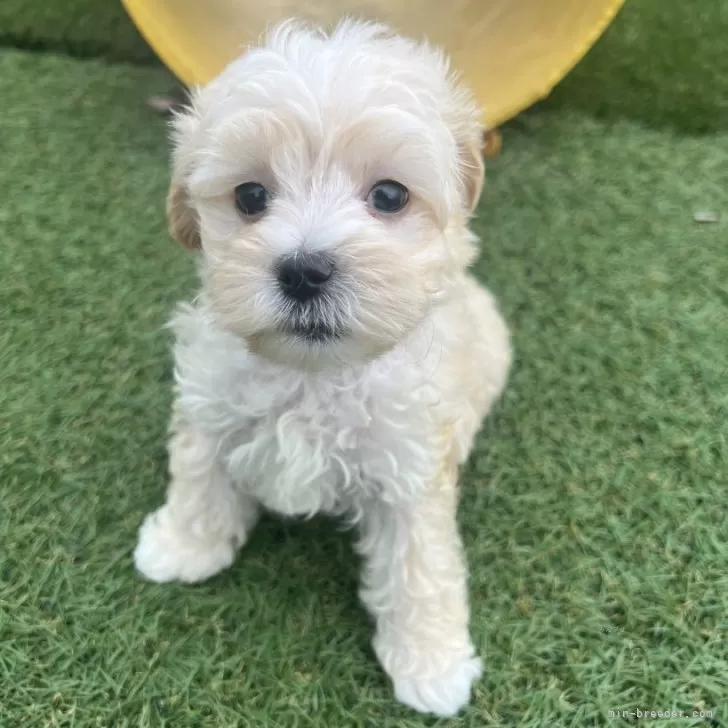 ID：2509-08316の子犬