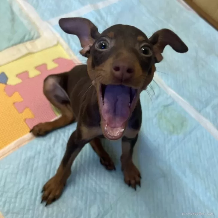 ID:2505-00397の子犬