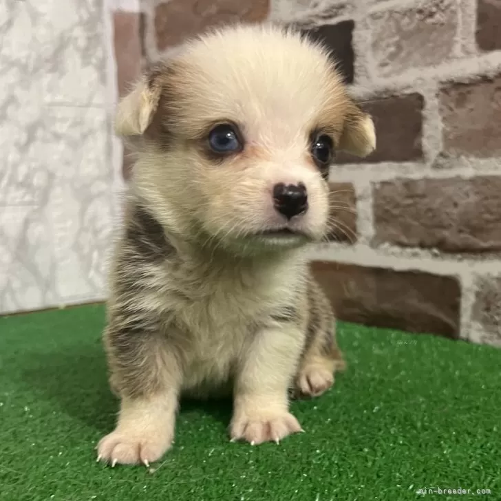 ID:2507-04230の子犬