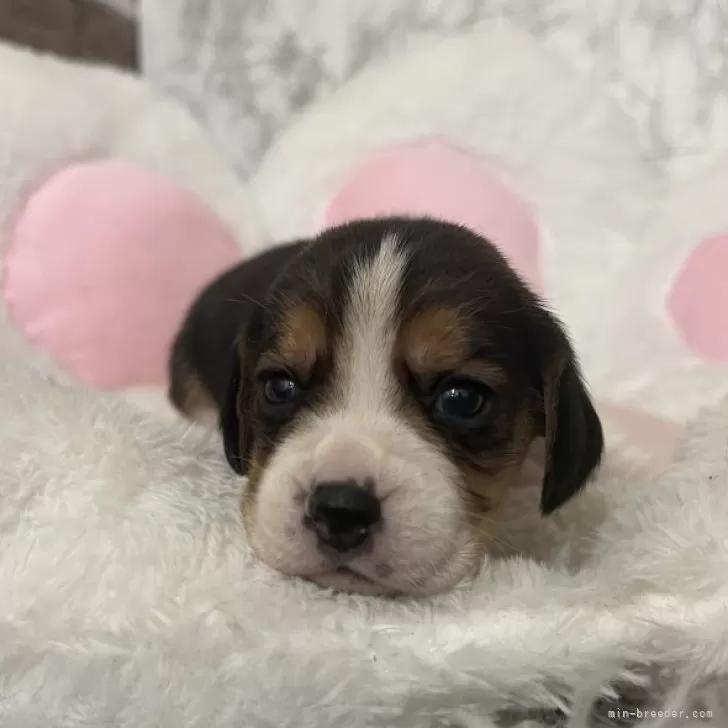 ID:2503-02860の子犬