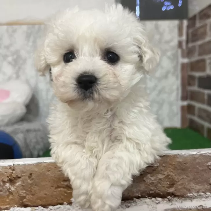 ID:2501-07359の子犬