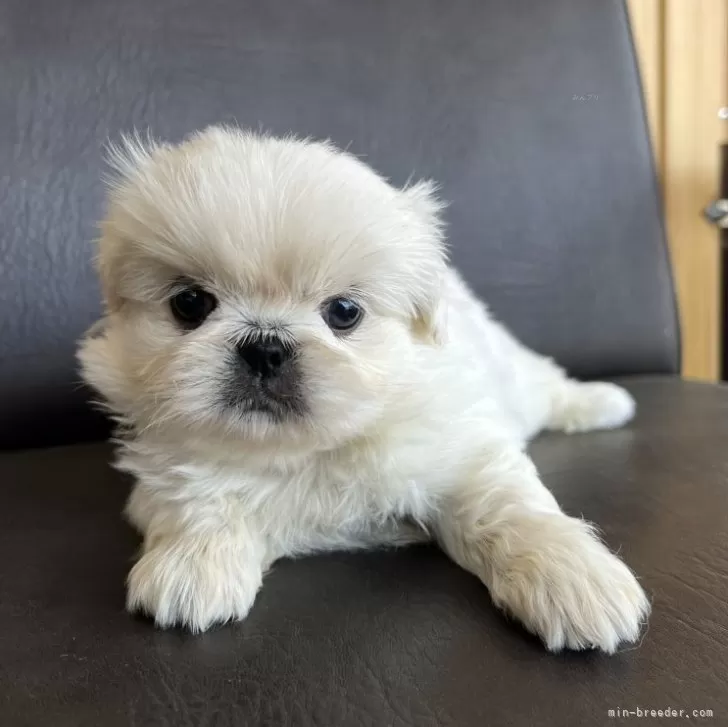 はなぐり 様のお迎えした子犬