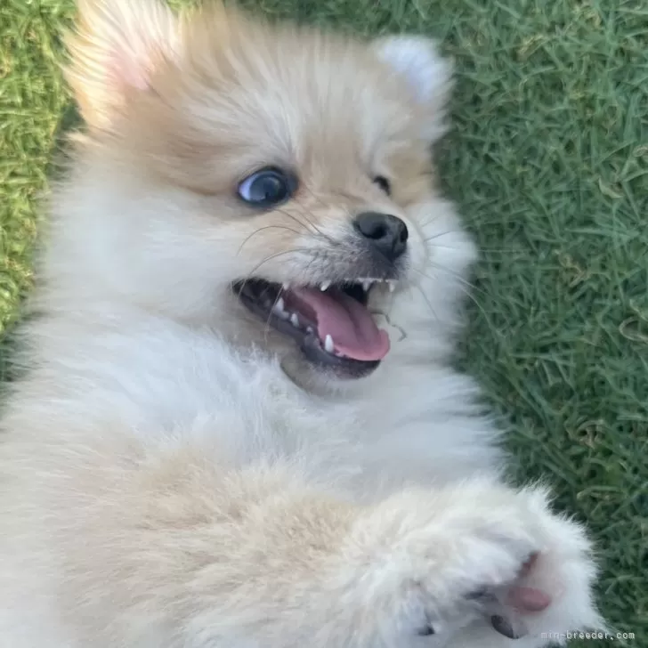 u.m 様のお迎えした子犬