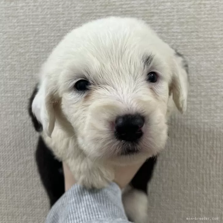 ID:2504-05958の子犬