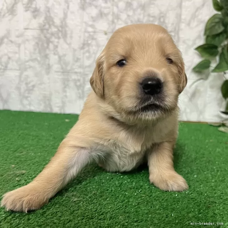ID：2506-04256の子犬