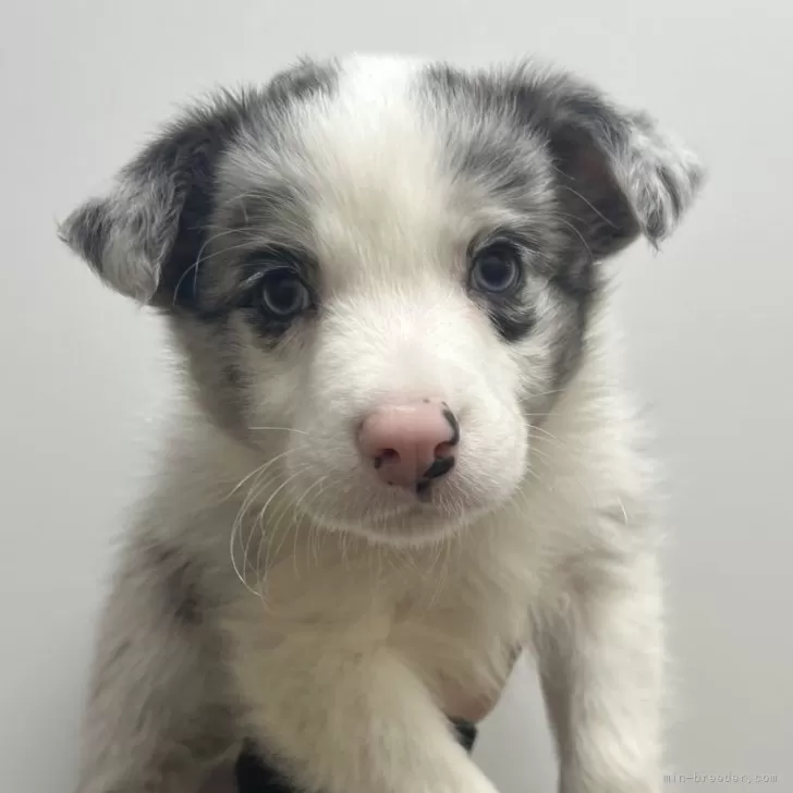 ID:2501-07290の子犬