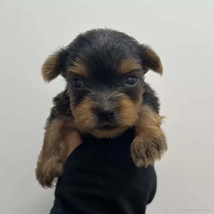 ID：2506-04247の子犬