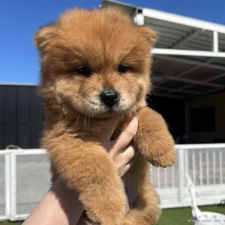 ID:2506-05401の子犬