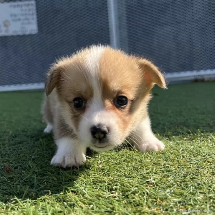 ウェルシュ・コーギー・ペンブローク【愛知県・女の子・2025年10月11日・レッド&amp;ホワイト】の写真1