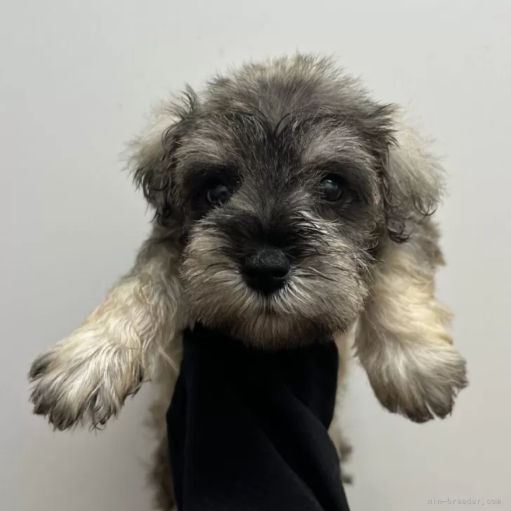 ID：2508-05333の子犬