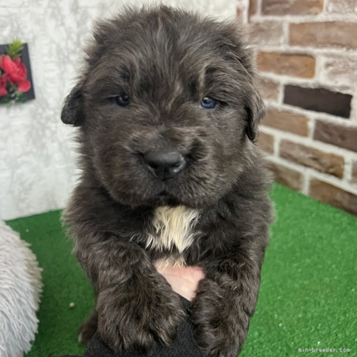 ニューファンドランド（親子）【犬】ユージン ニューファンドランド（親子）【犬】ユージン ニューファンド