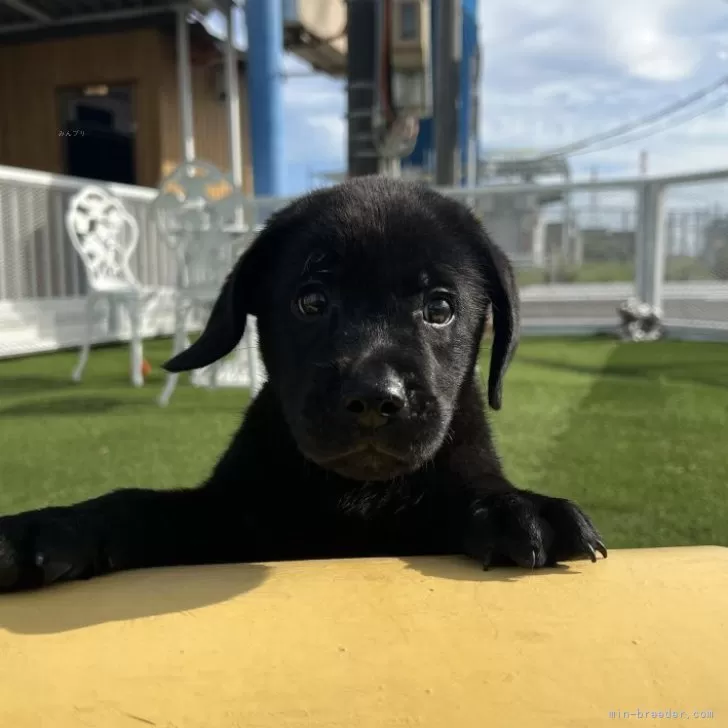 ID：2509-00312の子犬