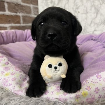 ラブラドールレトリバー【愛知県・女の子・2025年11月16日・ブラック】の写真「すくすく成長中💗」