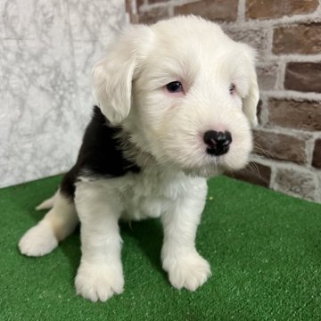 オールドイングリッシュシープドッグ【愛知県・男の子・2025年11月8日・グレー&ホワイト】の写真「すくすく成長中💫」