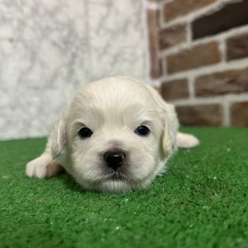 ミックス(ペキニーズ×ビションフリーゼ)【愛知県・男の子・2025年11月4日・ホワイト】の写真「すくすく成長中𖤐  ̖́-‬」