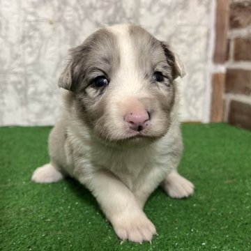 ボーダーコリー【愛知県・男の子・2025年12月4日・ブルーマール】の写真「すくすく成長中🐾」