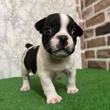 フレンチブルドッグ【愛知県・男の子・2025年9月23日・パイド】の写真「すくすく成長中🍁」