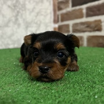 ヨークシャーテリア【愛知県・男の子・2025年11月1日・スチームブルー&タン】の写真「すくすく成長中💞
ナチュラルテール」