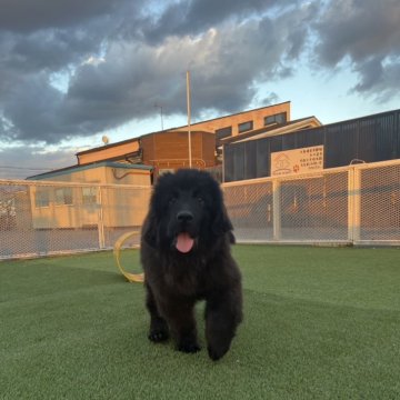 ニューファンドランド【愛知県・男の子・2024年8月21日・ブラック】の写真「元気いっぱい！
とっても人懐っこい男の子🐾」