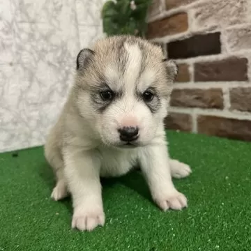 ナカジマコーポレーション　オンザグラス　シベリアンハスキー　犬　4体セット 楽天市場】シベリアン・ハスキー（仔） 4 | 価格比較 - 商品