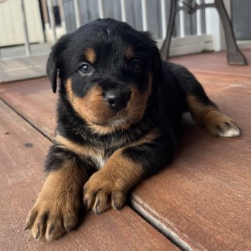 ミックス(バーニーズ・マウンテン・ドッグ×ロットワイラー)【愛知県・女の子・2025年3月7日・ブラックタン】の写真「すくすく成長中🧸」