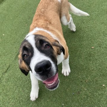 セントバーナード【愛知県・男の子・2025年6月6日・ブラウン&ホワイト】の写真「元気いっぱい🍁
お散歩練習中！」