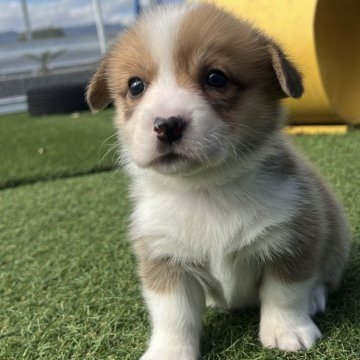 ウェルシュ・コーギー・ペンブローク【愛知県・女の子・2025年10月11日・レッド&ホワイト】の写真「すくすく成長中🍏
ナチュラルテール」