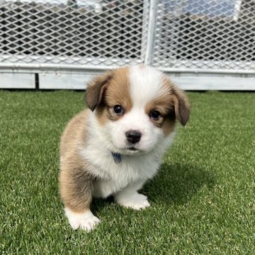 ウェルシュ・コーギー・ペンブローク【愛知県・男の子・2025年2月1日・レッド&ホワイト】の写真「すくすく成長中🍥」