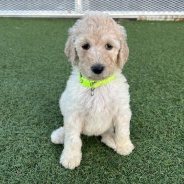 スタンダードプードル【愛知県・女の子・2024年9月23日・クリーム】の写真「食欲旺盛もこもこな女の子🐏」