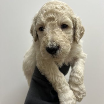 スタンダードプードル【愛知県・男の子・2025年11月14日・クリーム】の写真「すくすく成長中💝
ナチュラルテール」