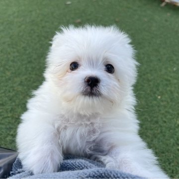 ポメマル(ポメラニアン×マルチーズ)【愛知県・男の子・2025年8月28日・ホワイト】の写真「とってもかわいい🧁」