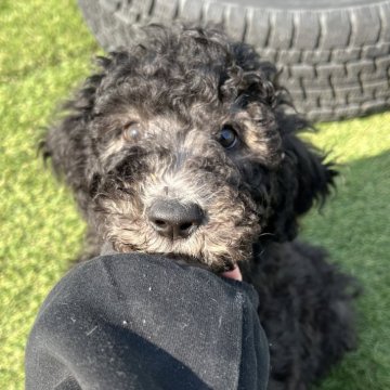 スタンダードプードル【愛知県・男の子・2024年12月26日・シルバー】の写真「すくすく成長中☁️
ナチュラルテール」