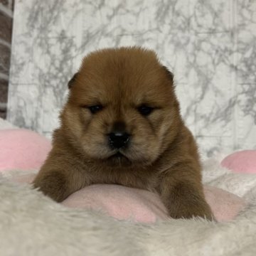 チャウチャウ【愛知県・男の子・2025年5月24日・レッド】の写真「すくすく成長中🍩」