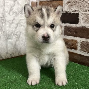 シベリアンハスキー【愛知県・女の子・2025年11月25日・シルバー&ホワイト】の写真「すくすく成長中🎀」