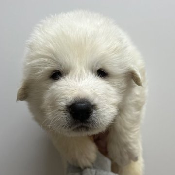 グレートピレニーズ【愛知県・男の子・2025年1月21日・ホワイト】の写真「すくすく成長中🐾」