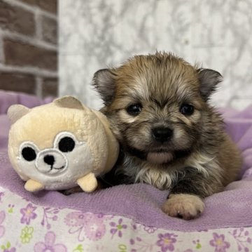 ポメラニアン【愛知県・女の子・2025年10月27日・オレンジセーブル】の写真「すくすく成長中🌼」