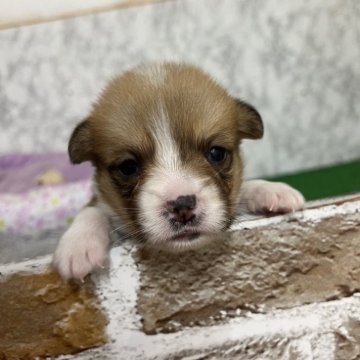 ウェルシュ・コーギー・ペンブローク【愛知県・男の子・2025年10月11日・レッド&ホワイト】の写真「すくすく成長中🍏
ナチュラルテール」