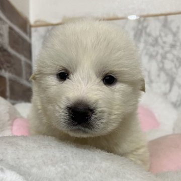 グレートピレニーズ【愛知県・男の子・2025年1月21日・ホワイト】の写真「すくすく成長中🐾」