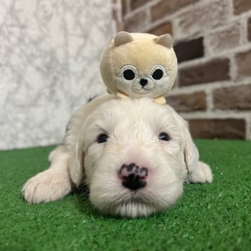 オールドイングリッシュシープドッグ【愛知県・女の子・2025年11月8日・グレー&ホワイト】の写真「すくすく成長中💫」