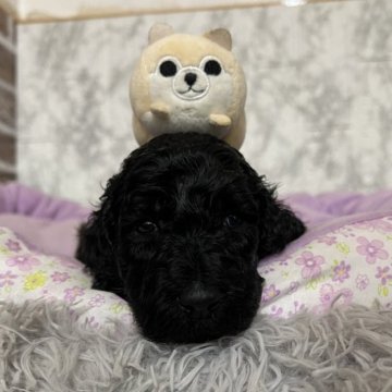 スタンダードプードル【愛知県・女の子・2025年11月14日・ブラック】の写真「すくすく成長中💝
ナチュラルテール」