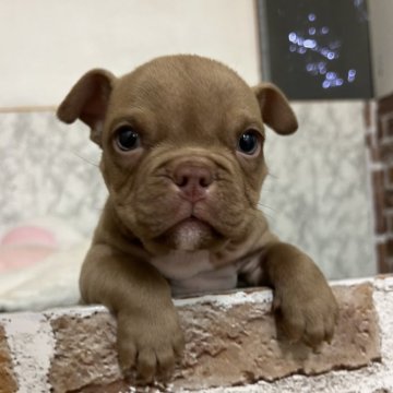 アメリカンブリー【愛知県・男の子・2024年12月28日・チョコ】の写真「食欲旺盛！
元気いっぱいな男の子⭐️」