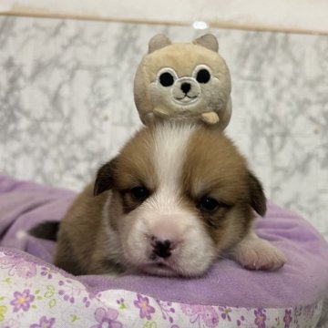 ウェルシュ・コーギー・ペンブローク【愛知県・女の子・2025年10月11日・レッド&ホワイト】の写真「すくすく成長中🍏
ナチュラルテール」