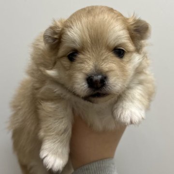 ポメラニアン【愛知県・女の子・2025年3月8日・オレンジ】の写真「すくすく成長中🌸」