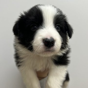ボーダーコリー【愛知県・男の子・2025年1月11日・ブラック&ホワイト】の写真「すくすく成長中✨」