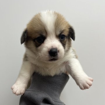 ウェルシュ・コーギー・ペンブローク【愛知県・女の子・2025年10月11日・レッド&ホワイト】の写真「すくすく成長中🍏
ナチュラルテール」