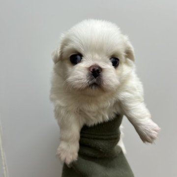 ペキニーズ【愛知県・男の子・2025年11月18日・クリーム】の写真「すくすく成長中💝」