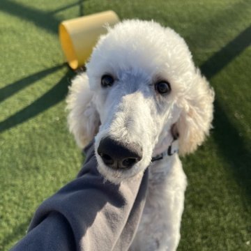 スタンダードプードル【愛知県・男の子・2025年6月13日・クリーム】の写真「💓お散歩練習中！11/15トリミングしました」