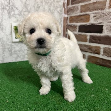 ビションフリーゼ【愛知県・女の子・2025年2月13日・ホワイト】の写真「すくすく成長中🍏」